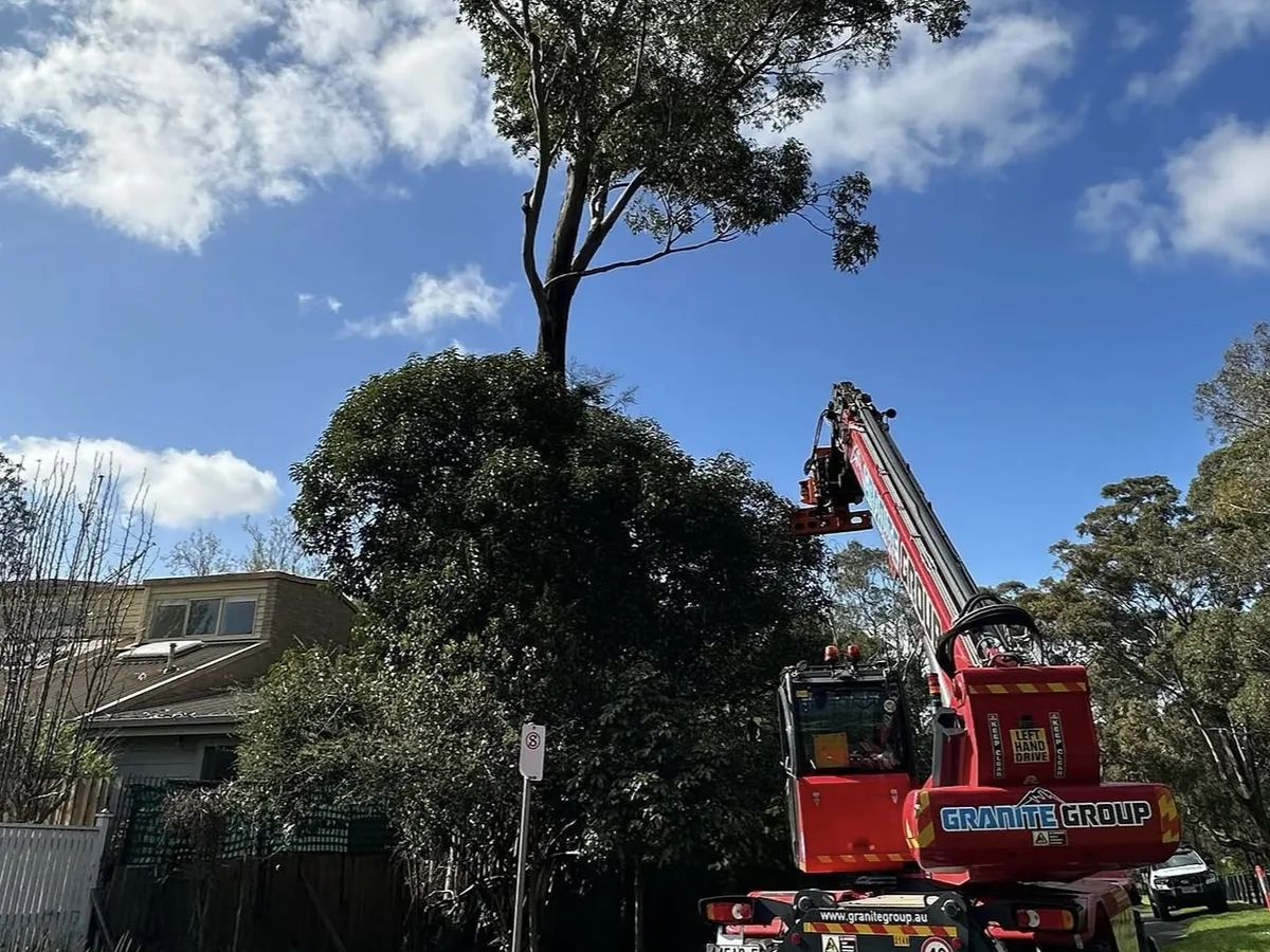 Granite Group tracked lift working high in a gum tree on a suburban street